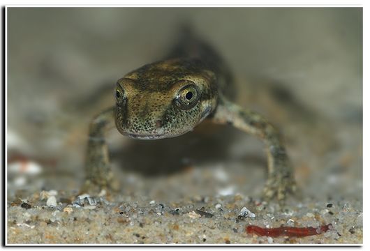 Image of Sardinian Brook Salamander