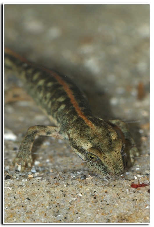 Image of Sardinian Brook Salamander