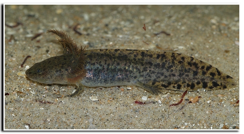 Слика од Ambystoma andersoni Krebs & Brandon 1984