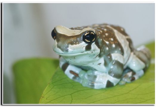 Imagem de Trachycephalus resinifictrix (Goeldi 1907)