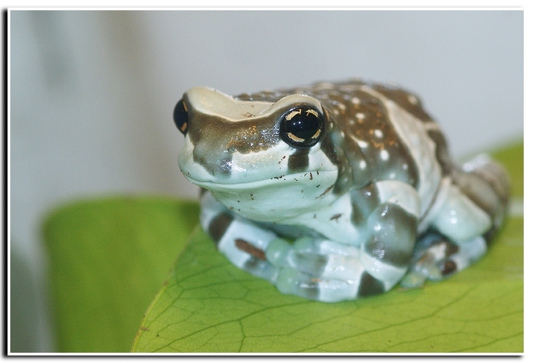 Image of Amazon Milk Frog