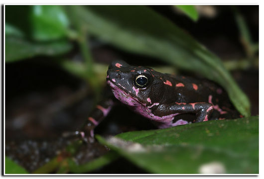 Image of Atelopus barbotini Lescure 1981