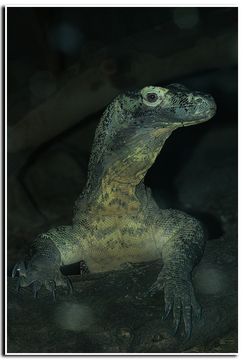 Image of Komodo Dragon