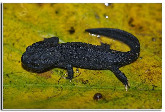 Plancia ëd Tylototriton wenxianensis Fei, Ye & Yang 1984