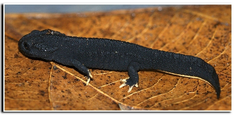 Plancia ëd Tylototriton wenxianensis Fei, Ye & Yang 1984