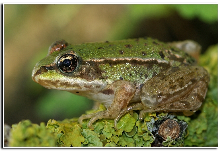 Plancia ëd Pelophylax lessonae (Camerano 1882)