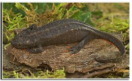 Image of Wenxian Knobby Newt