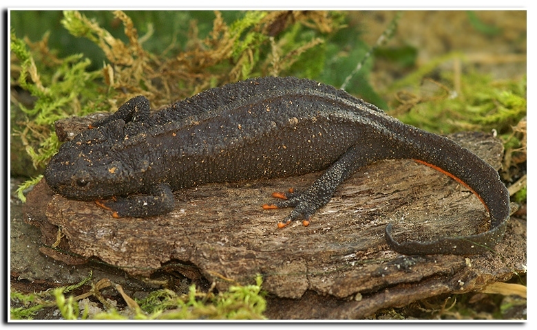 Image of Wenxian Knobby Newt