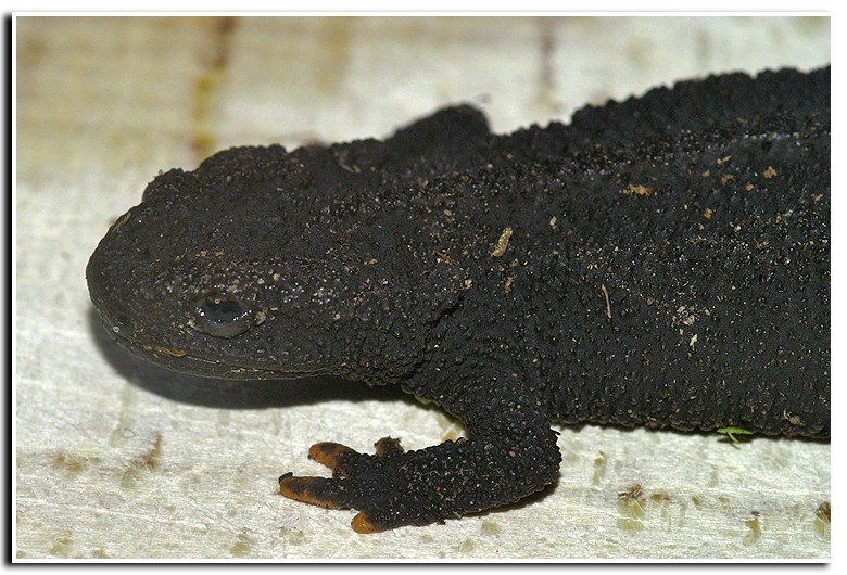 Image of Wenxian Knobby Newt