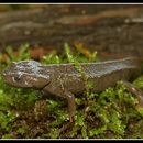 Image of Vietnamese Crocodile Newt