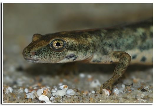 Image of Sardinian Brook Salamander