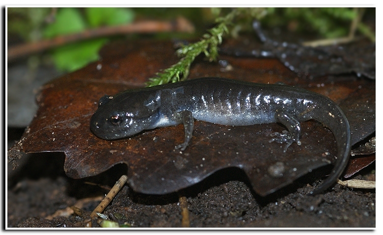 Image of Spotted Salamander