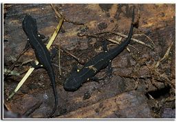 Image de Paramesotriton chinensis (Gray 1859)