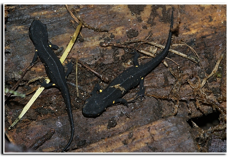 Image of Chinese Warty Newt