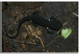 Image of Chinese Warty Newt