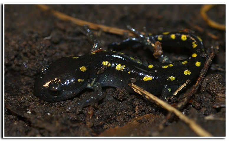 Image of Spotted Salamander