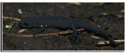 Image of Chinese Warty Newt