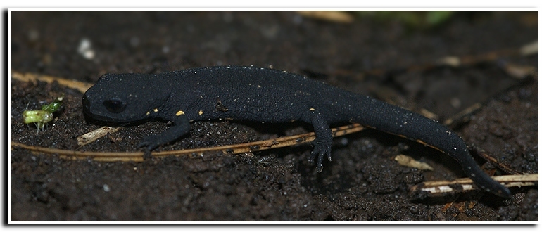 Image of Chinese Warty Newt