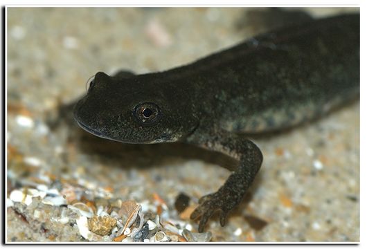 Image of Sardinian Brook Salamander