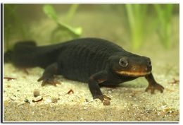 Image of Crocodile Newt