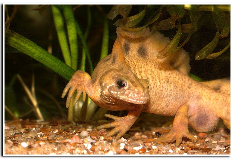 Image of Italian crested newt