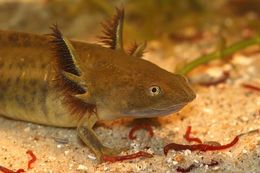 Image de Ambystoma mavortium Baird 1850