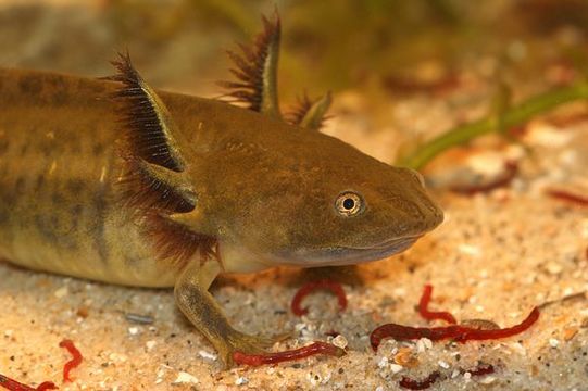 Image of Barred Tiger Salamander