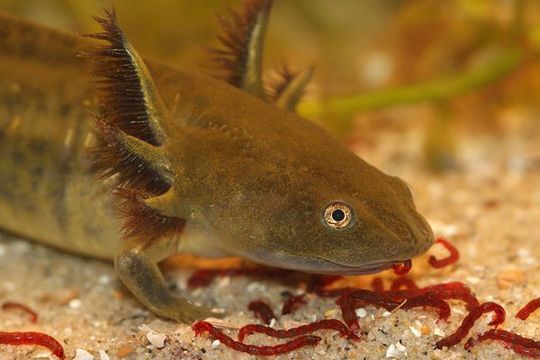 Image of Barred Tiger Salamander