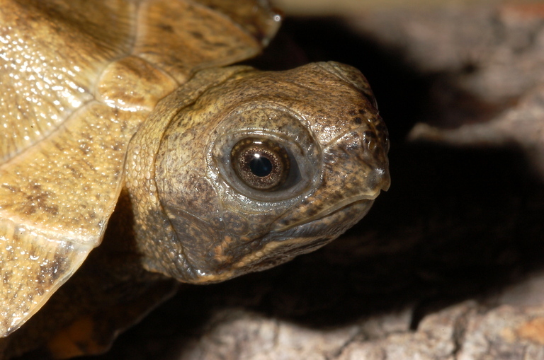 Image de Tortue des bois