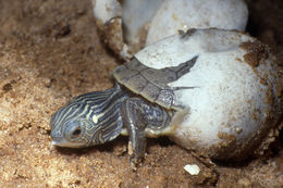 Image of Common Map Turtle