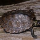 Image of Ouachita Map Turtle