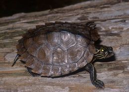 Image of Graptemys ouachitensis sabinensis Cagle 1953