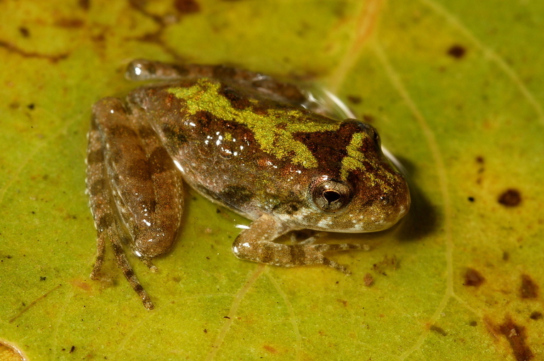 Image of Blanchard's cricket frog