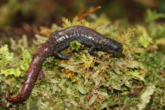 Image of Finca Chiblac Salamander