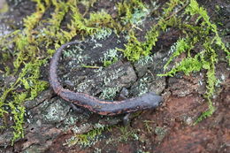 Image of Bolitoglossa cuchumatana (Stuart 1943)