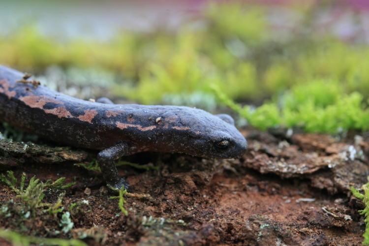 Image of Bolitoglossa cuchumatana (Stuart 1943)