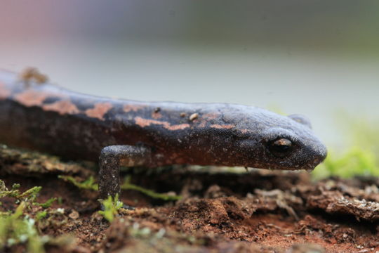 Image of Bolitoglossa cuchumatana (Stuart 1943)