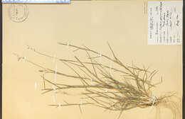 Image of sandgrass