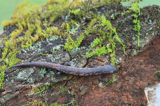 Image of Bolitoglossa cuchumatana (Stuart 1943)