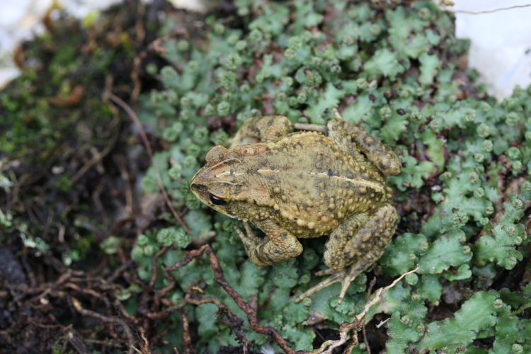 Image of Incilius bocourti (Brocchi 1877)