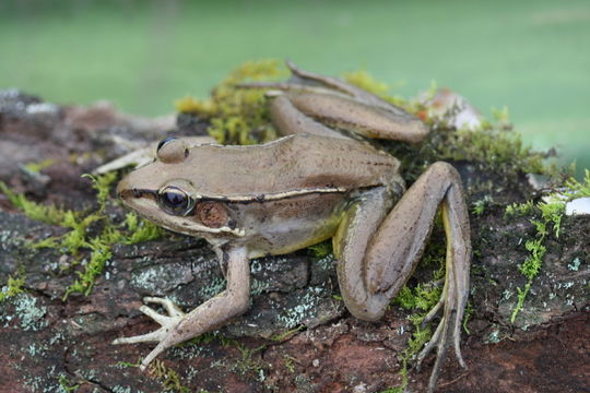 Image of Common Marsh-Frog