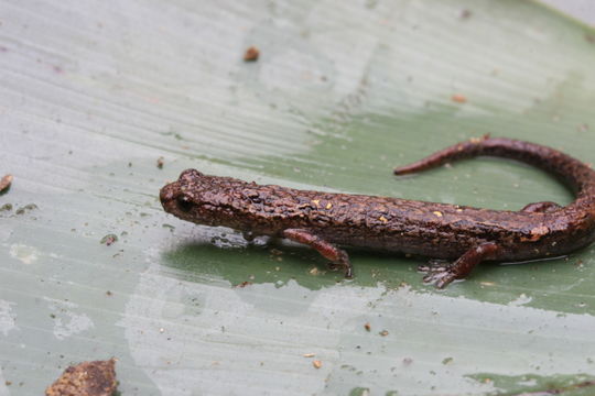 Image of Guatemalan Bromeliad Salamander