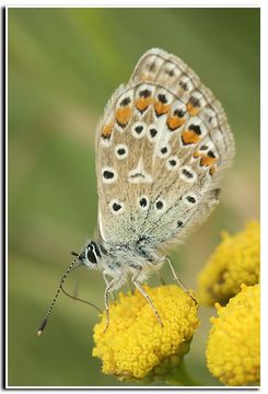 Image of common blue