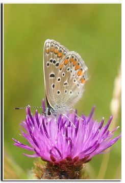 Image of common blue