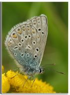 Image of common blue