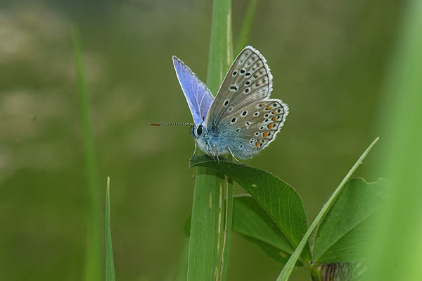 Image of common blue