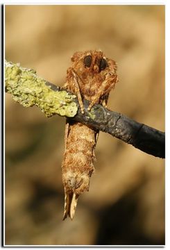 Image of Coxcomb Prominent