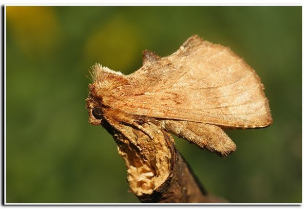 Image of Coxcomb Prominent