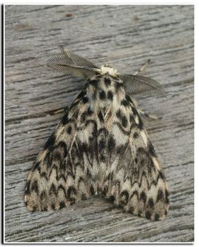 Image of Black Arches