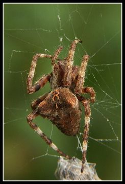 Image of Araneus angulatus Clerck 1757